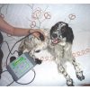 veterinary-ultrasound-therapy-devices